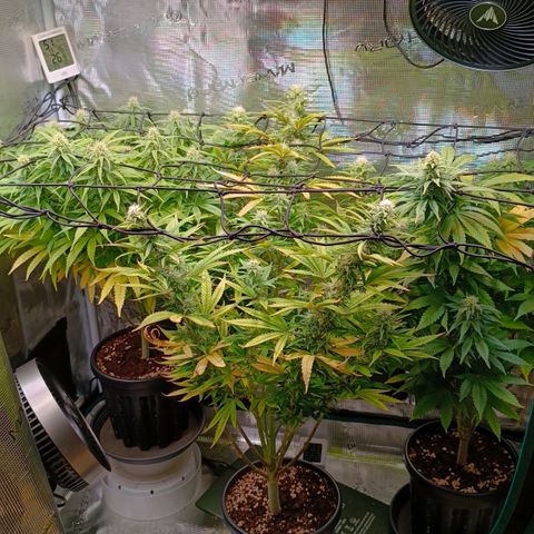 Channel+ growlog photo: Tag 86