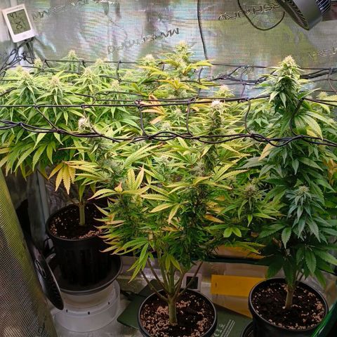 Channel+ growlog photo: Tag 87