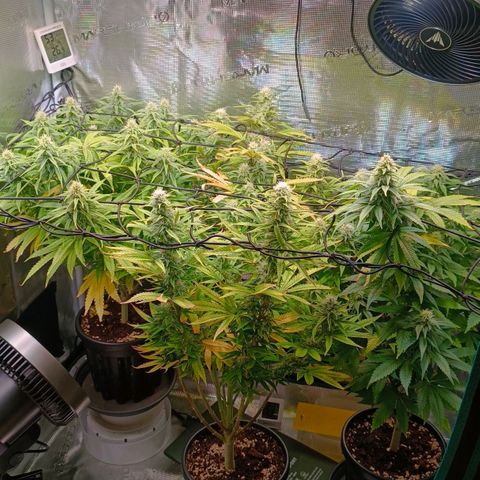 Channel+ growlog photo: Tag 88