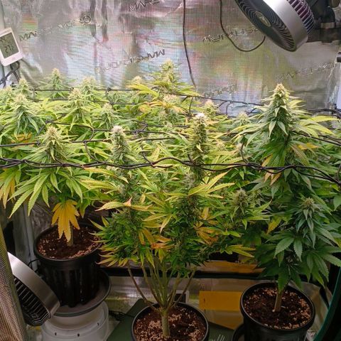 Channel+ growlog photo: Tag 89
