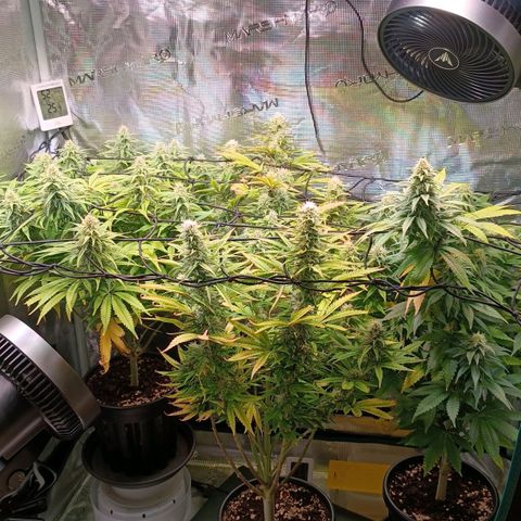 Channel+ growlog photo: Tag 90
