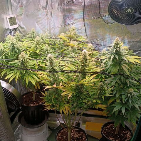 Channel+ growlog photo: Tag 91