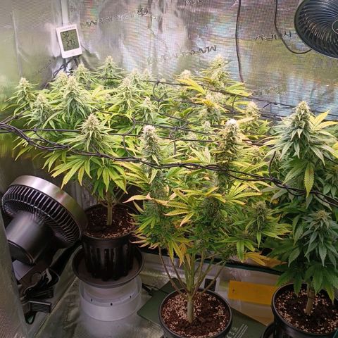 Channel+ growlog photo: Tag 92