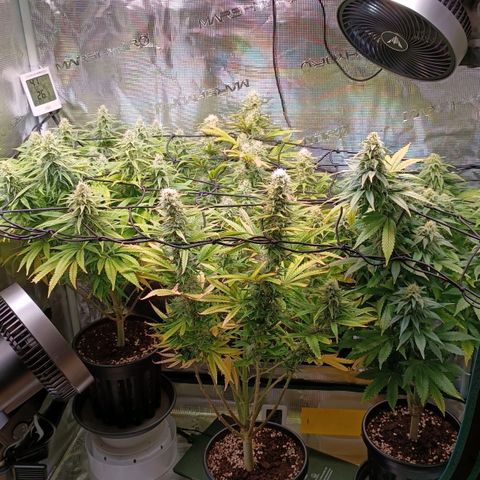 Channel+ growlog photo: Tag 93