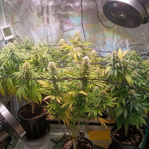 Channel+ growlog photo: Tag 94