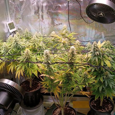 Channel+ growlog photo: Tag 95