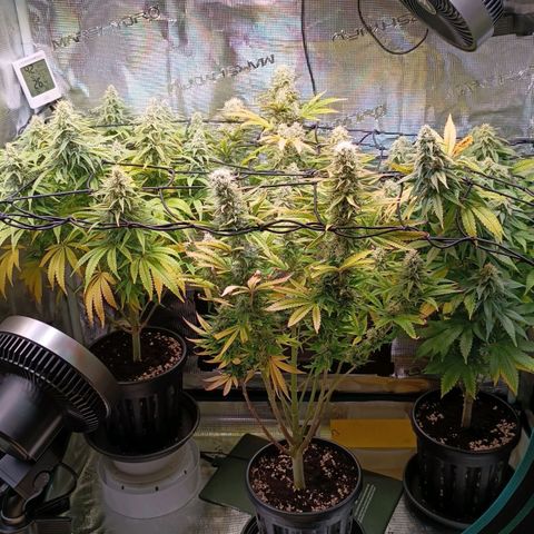 Channel+ growlog photo: Tag 96