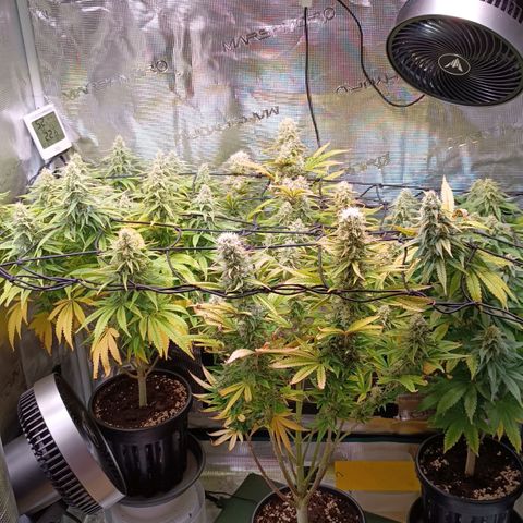 Channel+ growlog photo: Tag 97