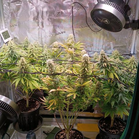 Channel+ growlog photo: Tag 98