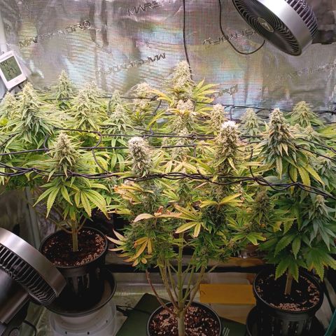 Channel+ growlog photo: Tag 99