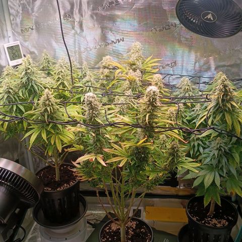 Channel+ growlog photo: Tag 100