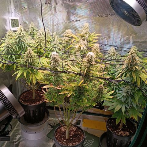 Channel+ growlog photo: Tag 101