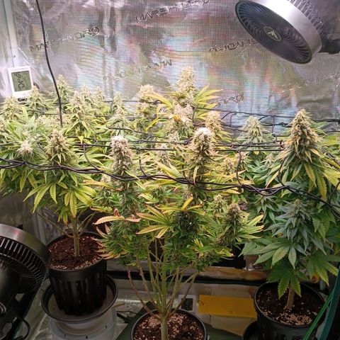 Channel+ growlog photo: Tag 102