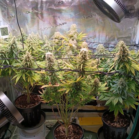 Channel+ growlog photo: Tag 103