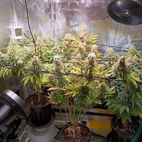 Channel+ growlog photo: Tag 104