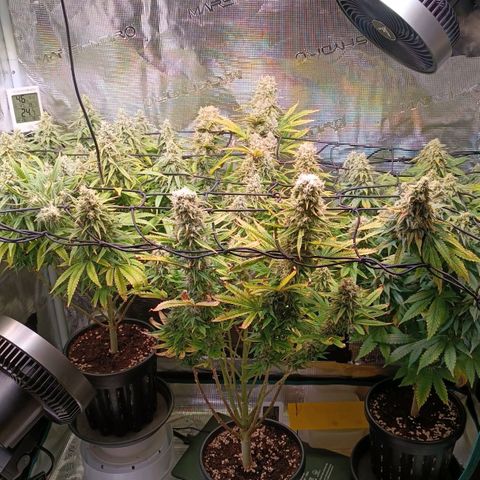 Channel+ growlog photo: Tag 105