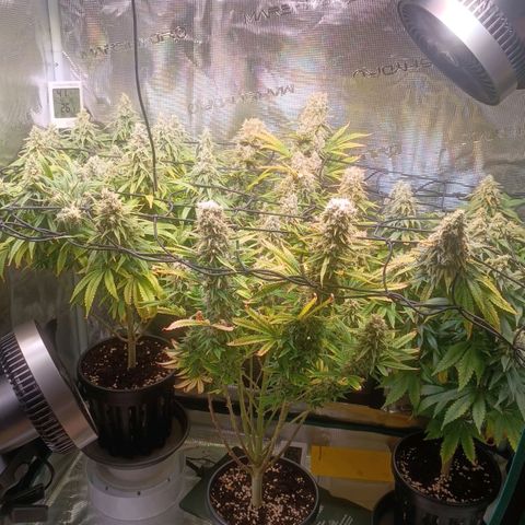 Channel+ growlog photo: Tag 106