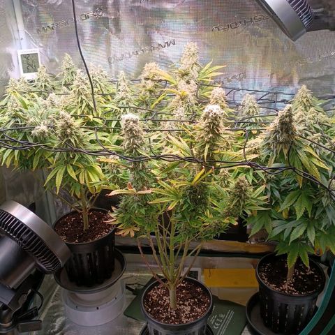 Channel+ growlog photo: Tag 107