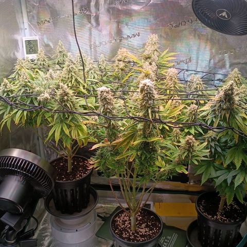 Channel+ growlog photo: Tag 108