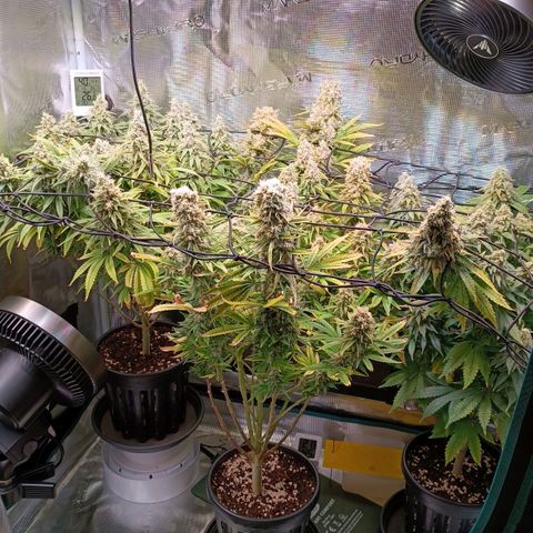 Channel+ growlog photo: Tag 109