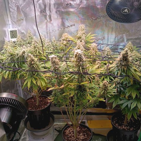 Channel+ growlog photo: Tag 110