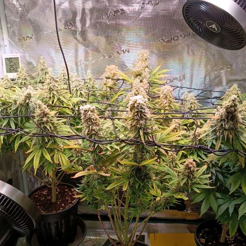 Channel+ growlog photo: Tag 111