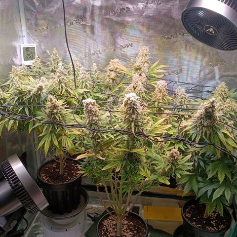 Channel+ growlog photo: Tag 112