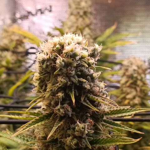 Channel+ growlog photo: Tag 112