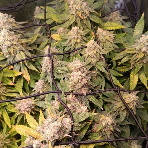 Channel+ growlog photo: Tag 112