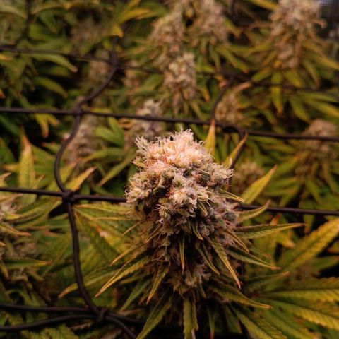 Channel+ growlog photo: Tag 112