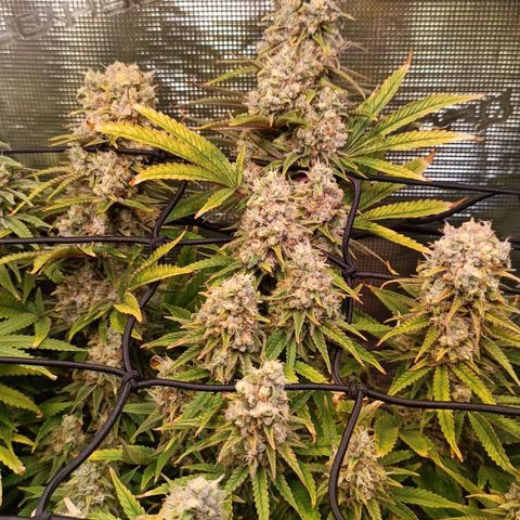 Channel+ growlog photo: Tag 112