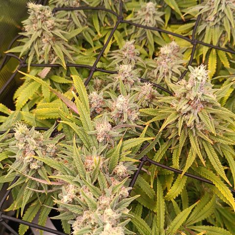Channel+ growlog photo: Tag 112