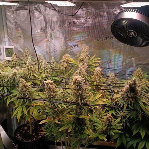 Channel+ growlog photo: Tag 112