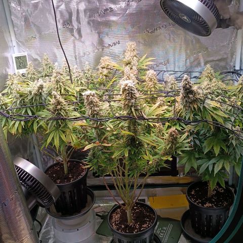 Channel+ growlog photo: Tag 114