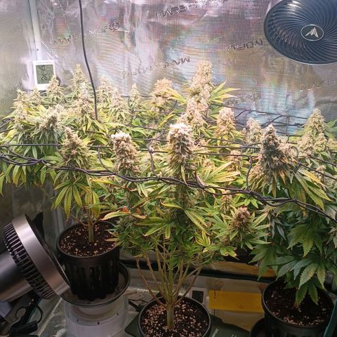 Channel+ growlog photo: Tag 116
