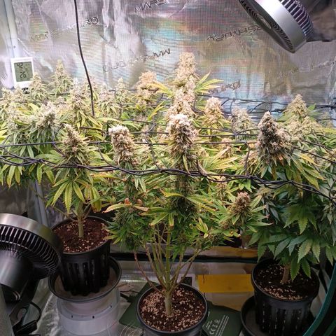 Channel+ growlog photo: Tah 117