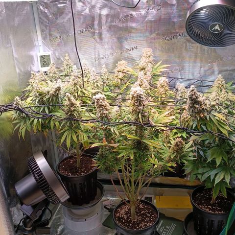 Channel+ growlog photo: Tag 118