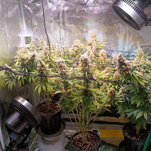 Channel+ growlog photo: Tag 120