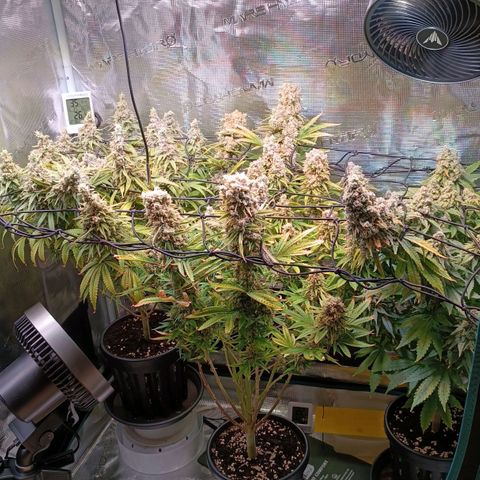 Channel+ growlog photo: Tag 122