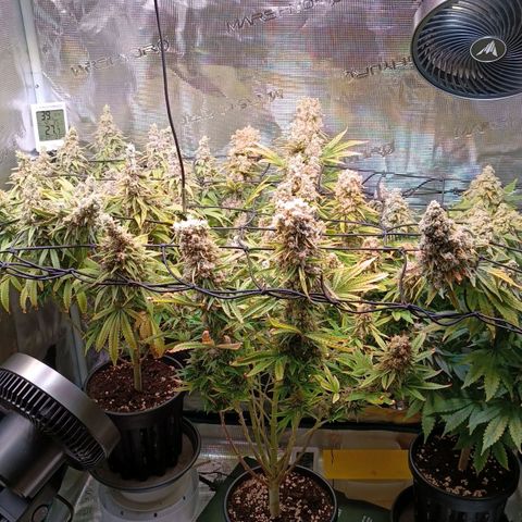 Channel+ growlog photo: Tag 124
