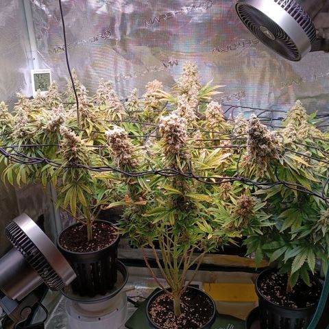Channel+ growlog photo: Tag 126
