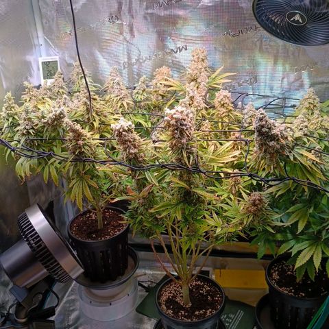 Channel+ growlog photo: Tag 130
