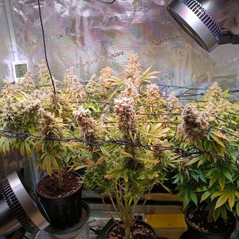 Channel+ growlog photo: Tag 132