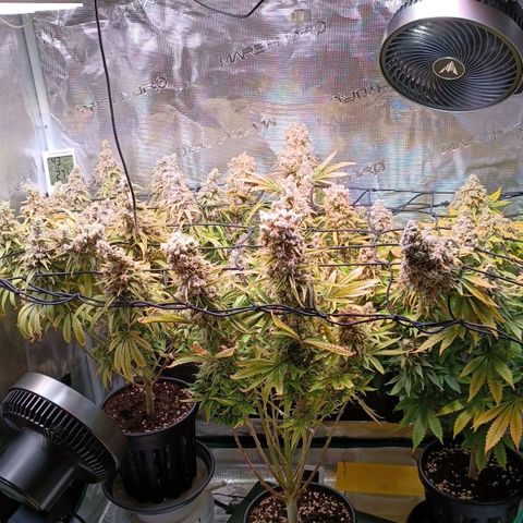 Channel+ growlog photo: Tag 134