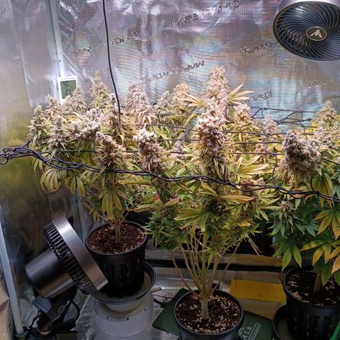 Channel+ growlog photo: Tag 136