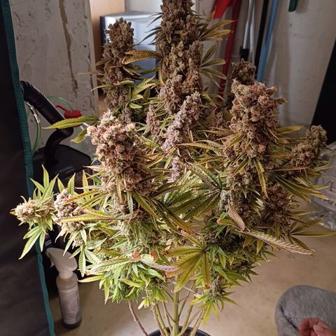 Channel+ growlog photo: Ernte Tag 139