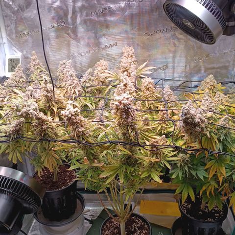 Channel+ growlog photo: Ernte Tag 139