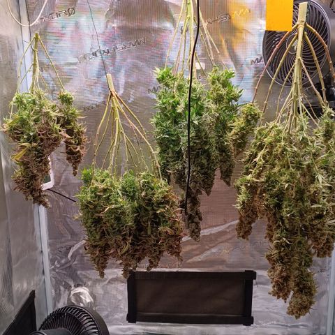 Channel+ growlog photo: Ernte Tag 139