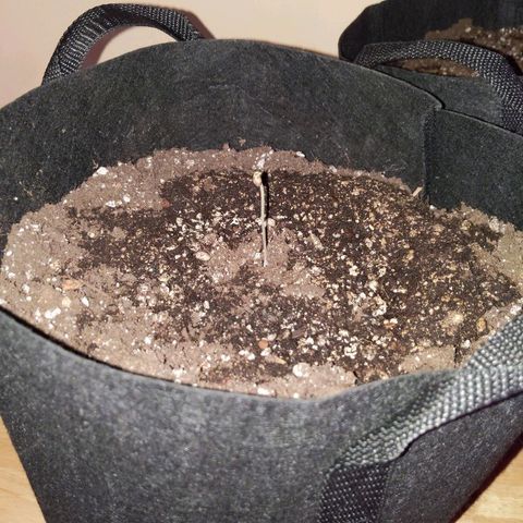 Quick Critical + growlog photo: Moving into tent
