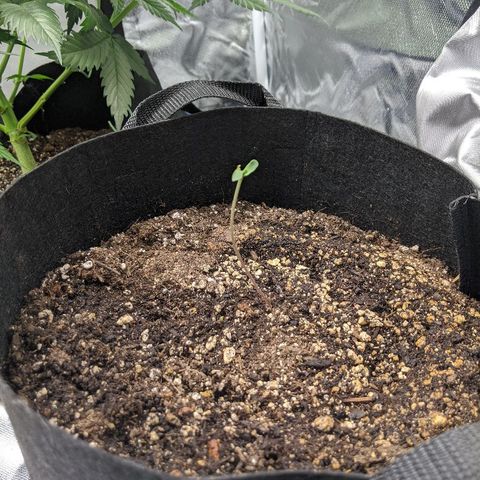 Quick Critical + growlog photo: Popped seed pod off the stretcher. We'll see how she does. Got a bit of water with some nutes just because that's what I had on hand